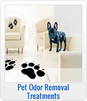 pet stain and odor remova